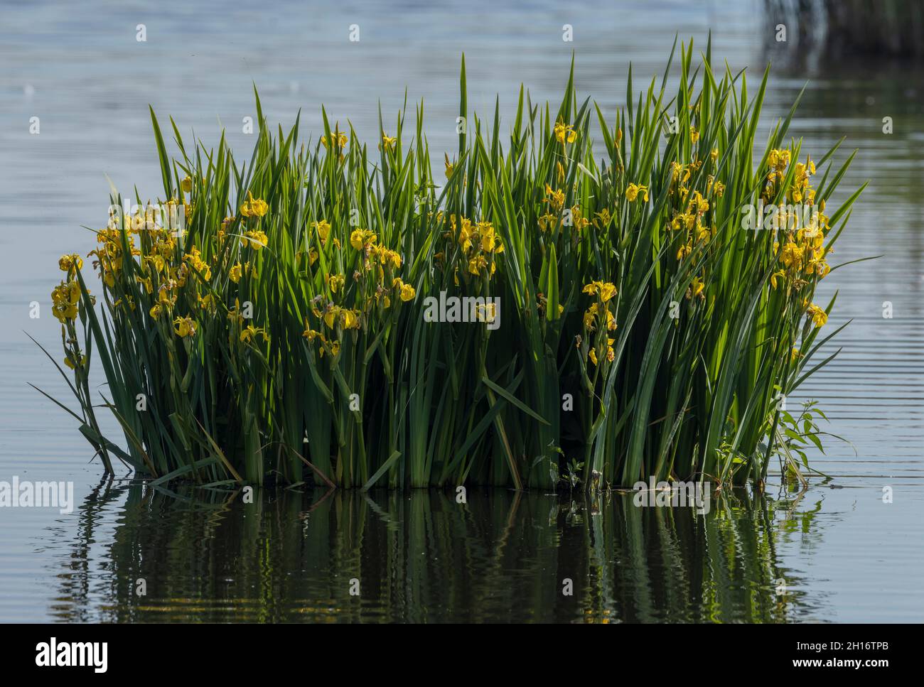 Large clump of Yellow flag, Iris pseudacorus, in shallow lake at Ham Wall, Somerset. Stock Photo