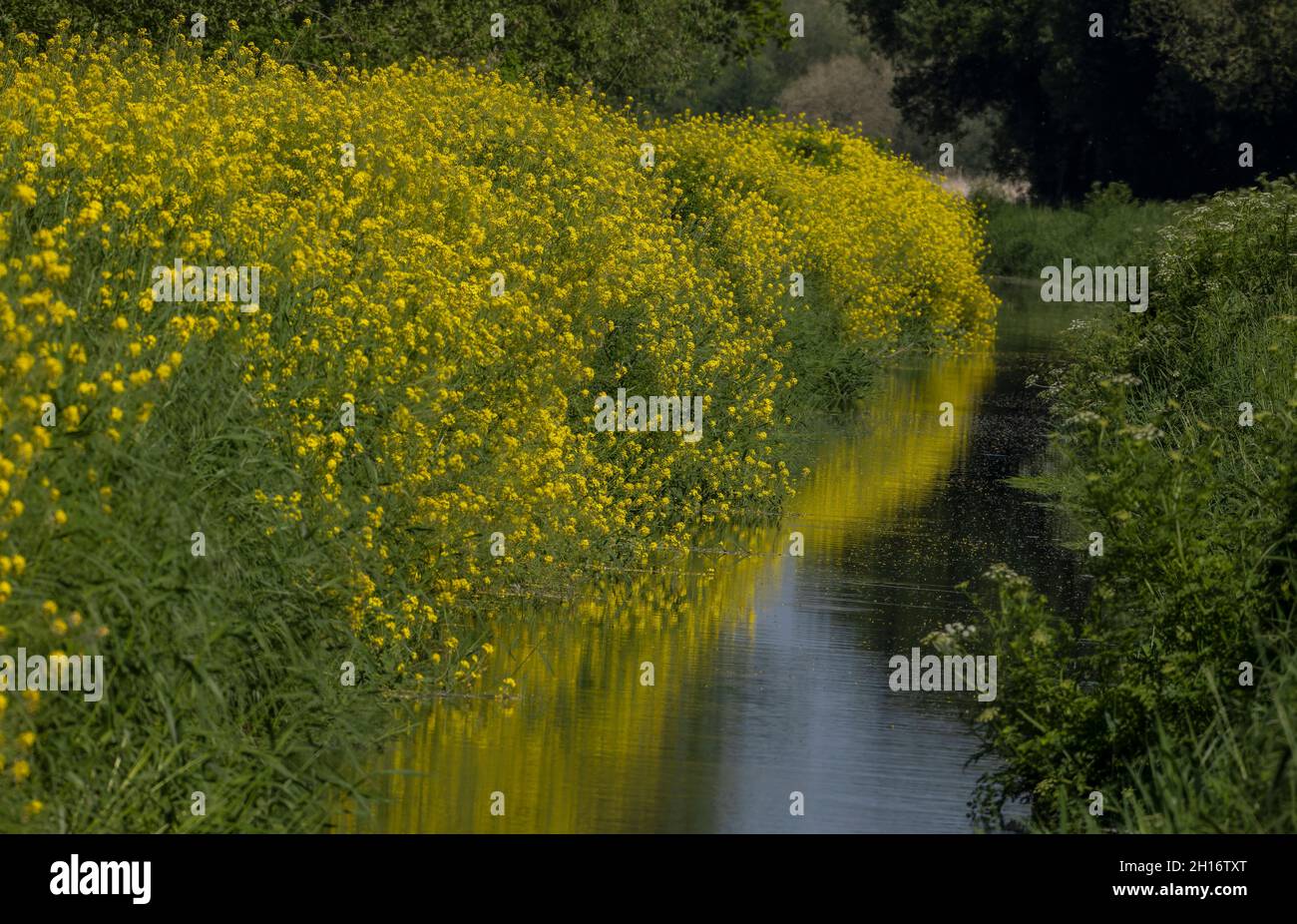 Black mustard, Brassica nigra, along the edge of a drainage ditch (rhyne) at Ham Wall, Somerset Levels. Stock Photo