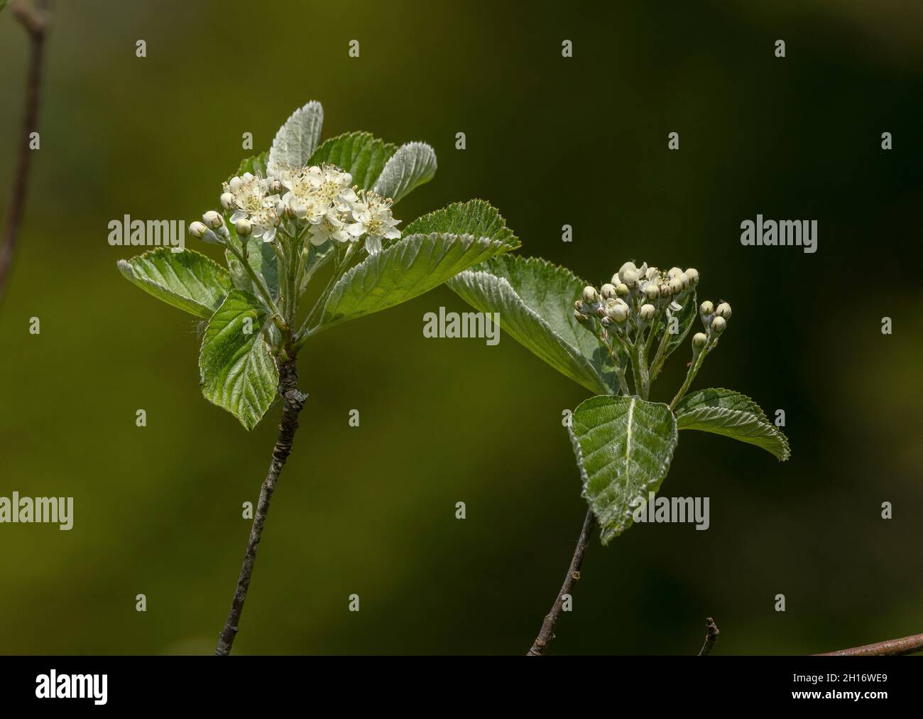 Round-leaved Whitebeam, Sorbus eminens in flower. Endemic to England and Wales. Stock Photo