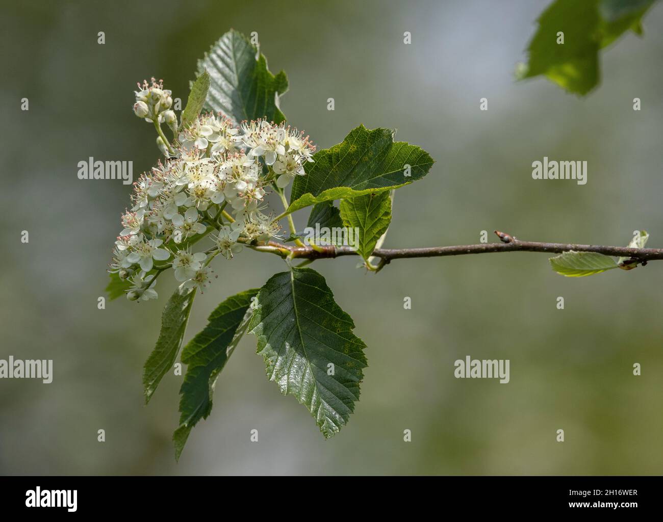 Bristol Whitebeam, Sorbus bristoliensis, in flower; endemic to Bristol