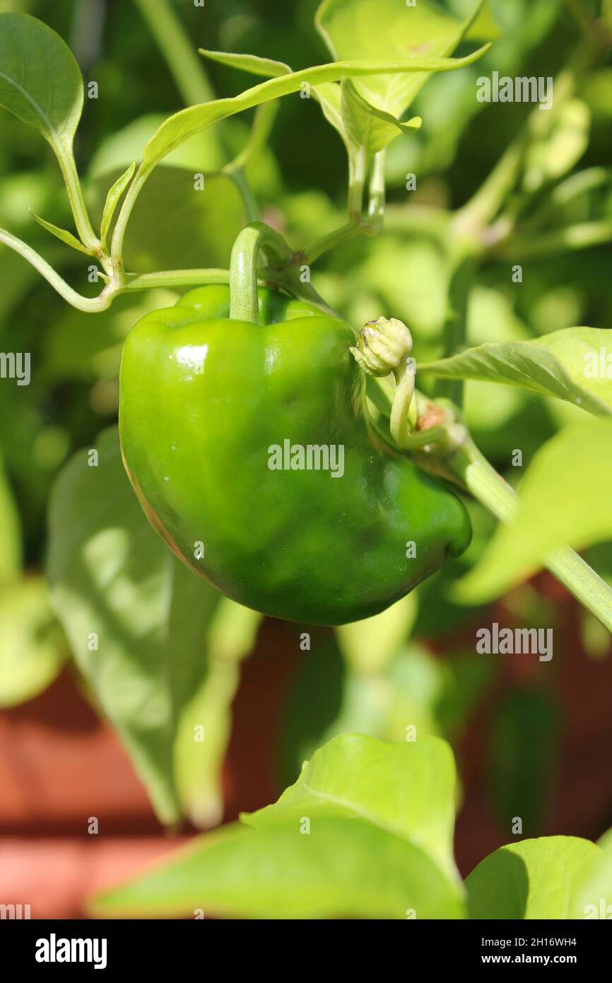 Delicious paprika plant growing in the bright summer sun Stock Photo