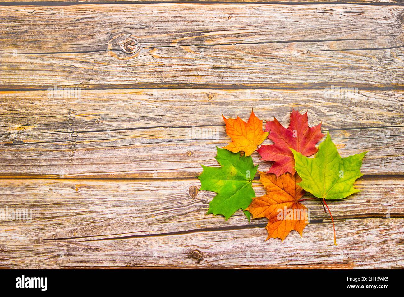 Autumn leaves of red, yellow and green maple on a wooden background ...