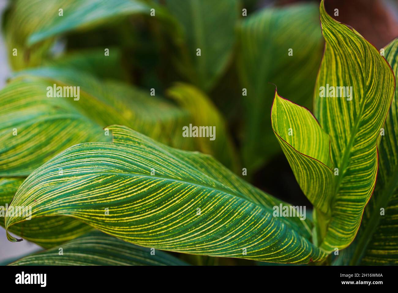Tropical canna leaves background. Cannaceae. Canna lily leaf abstract. Stock Photo