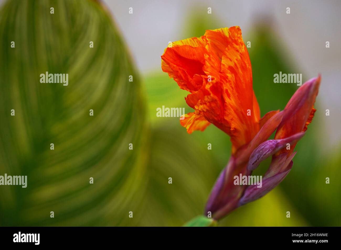Tropical canna flower and leaves background. Cannaceae. Canna lily flower leaf abstract. Stock Photo