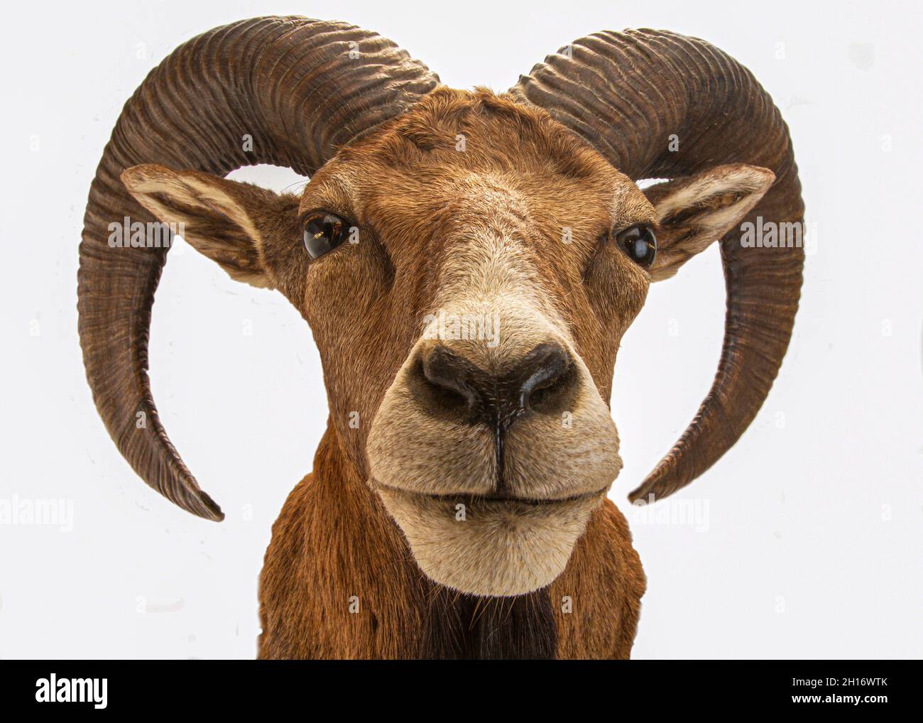isolated head of a stuffed mouflon Stock Photo