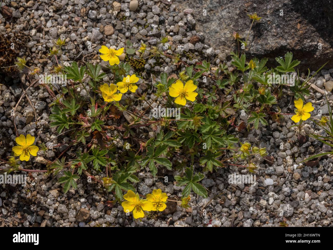 Alpine cinquefoil, Potentilla crantzii, in flower in the UK. Stock Photo