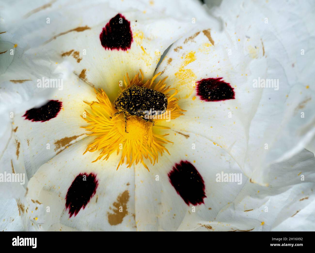 A small beetle insect covered with yellow pollen is resting on a petal of a yellow flower. Stock Photo