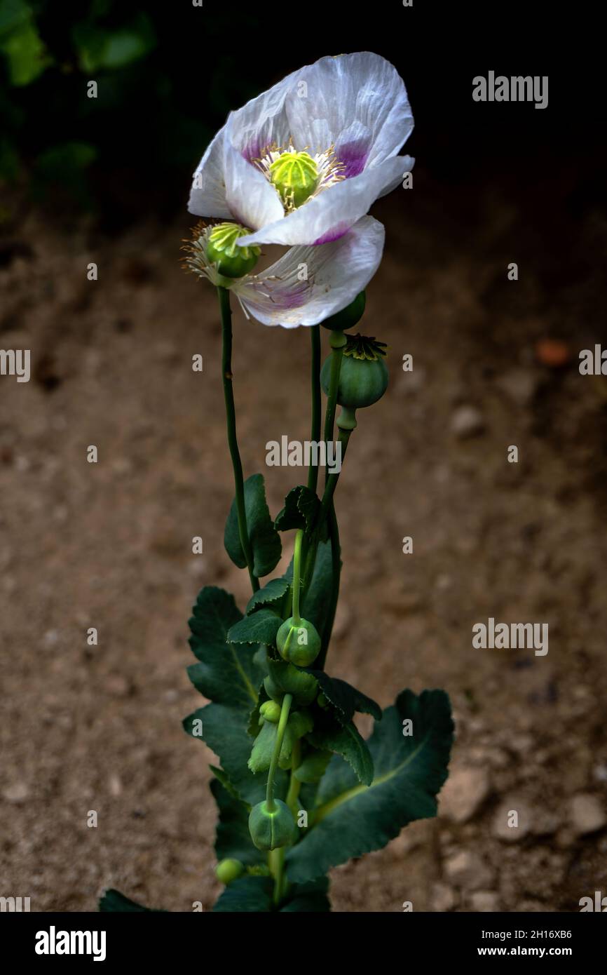 Pistil poppy papaver detail flower hi-res stock photography and images ...