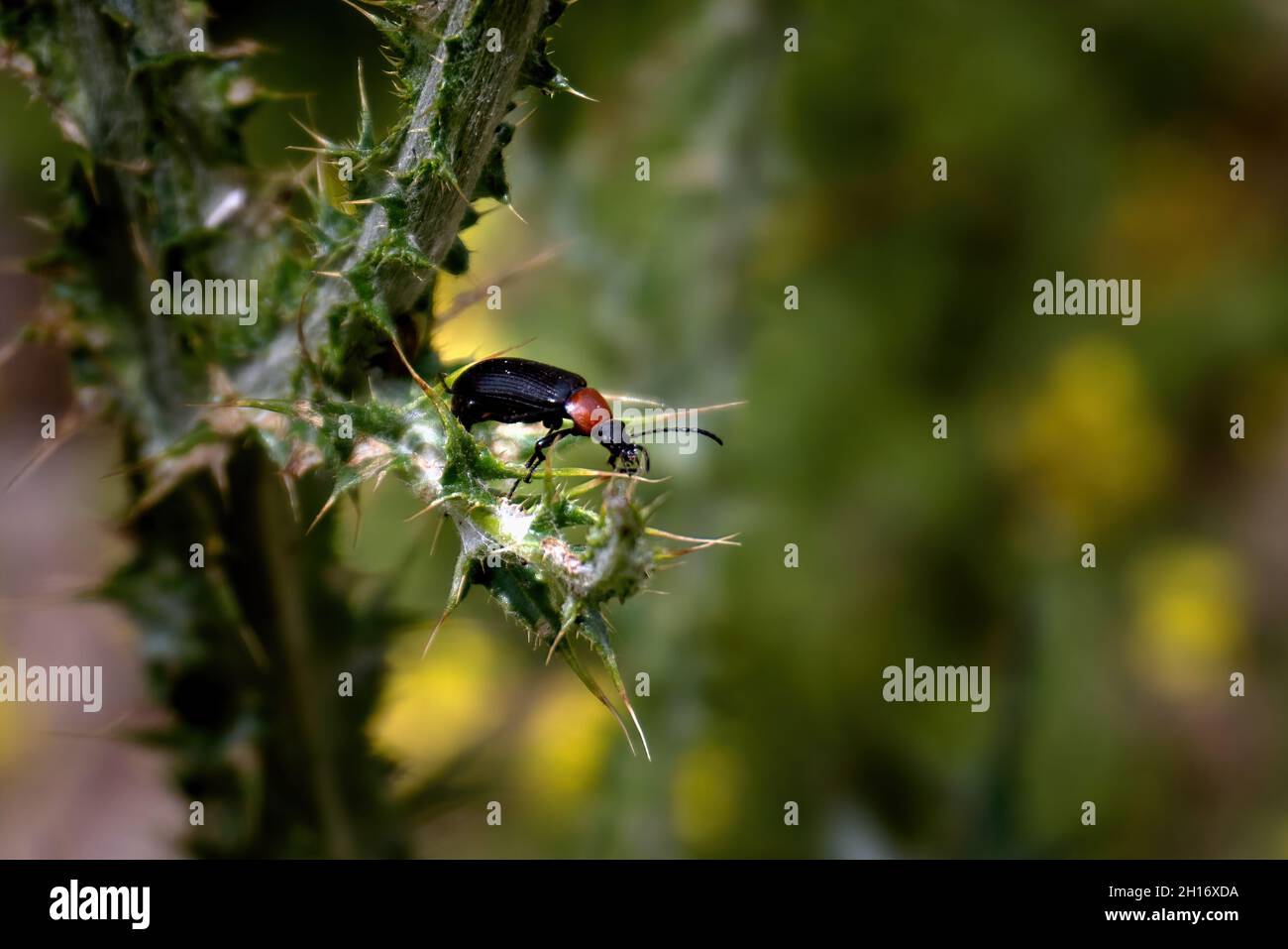 Beetle on thistle leaf in Madrid, Spain Stock Photo