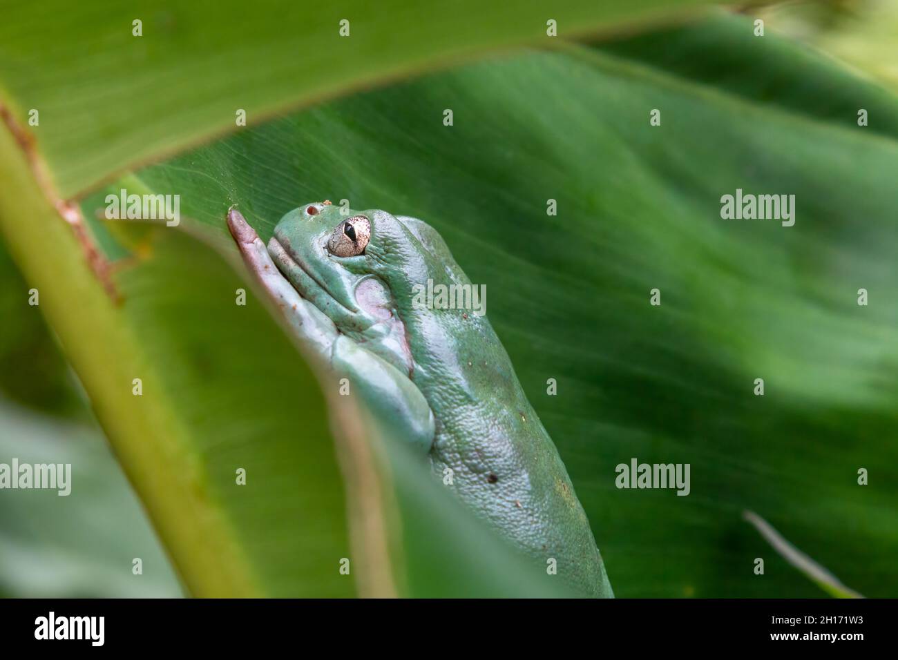A green tree frog (litoria caerulea) rests on a large green leaf. Stock Photo