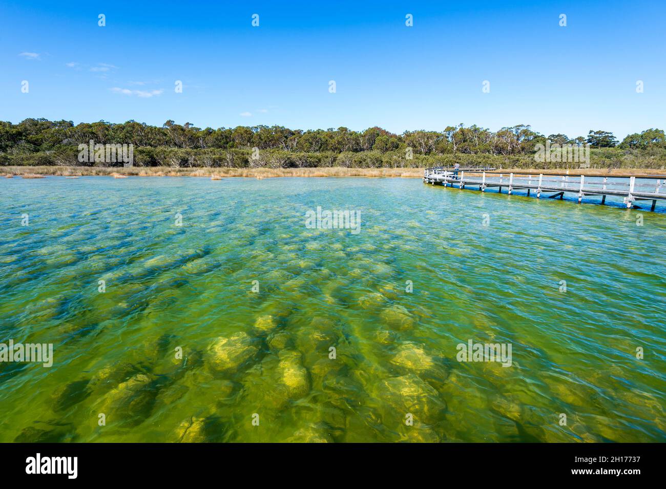 Thrombolites are 2,000 years old structures, a popular tourist attraction at Lake Clifton Thrombolites are 2,000 years old structures, a popular tourist attraction at Lake Clifton