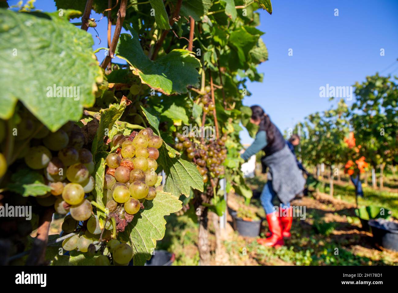 Grape harvest, handpicking of Pinot Blanc grapes Stock Photo - Alamy