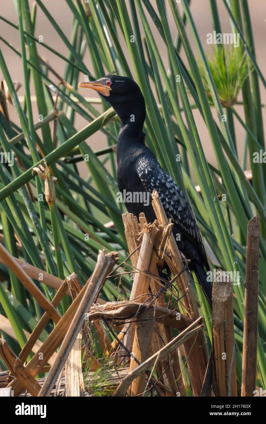 Reed Cormorant - Microcarbo africanus, beautiful cormorant from African sea coasts and mangroves, Queen Elizabeth National Park, Uganda. Stock Photo