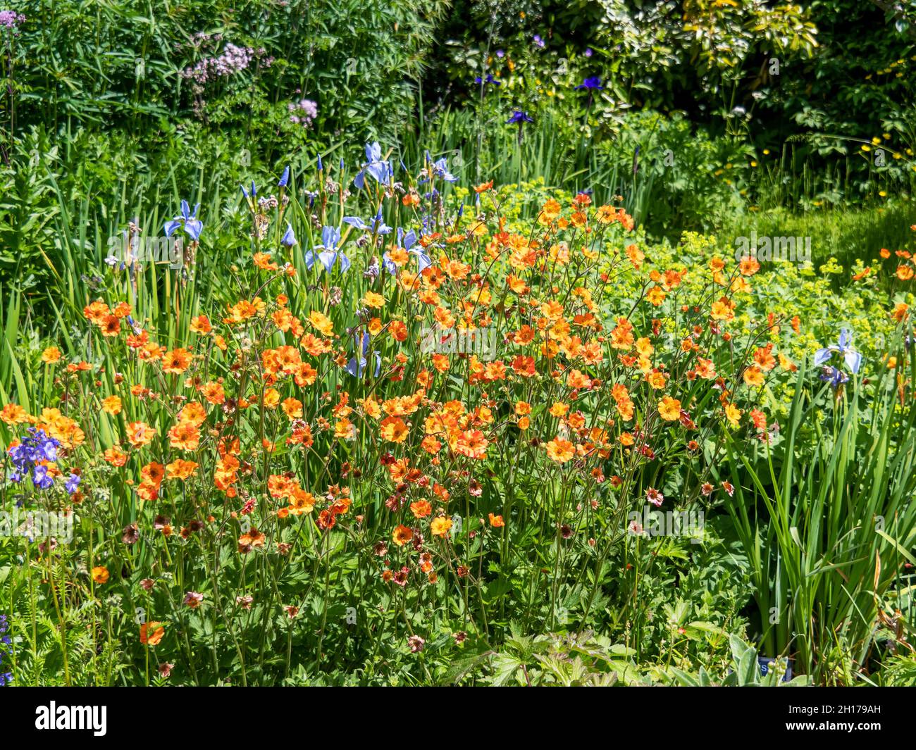 Orange geums and blue irises in a garden Stock Photo