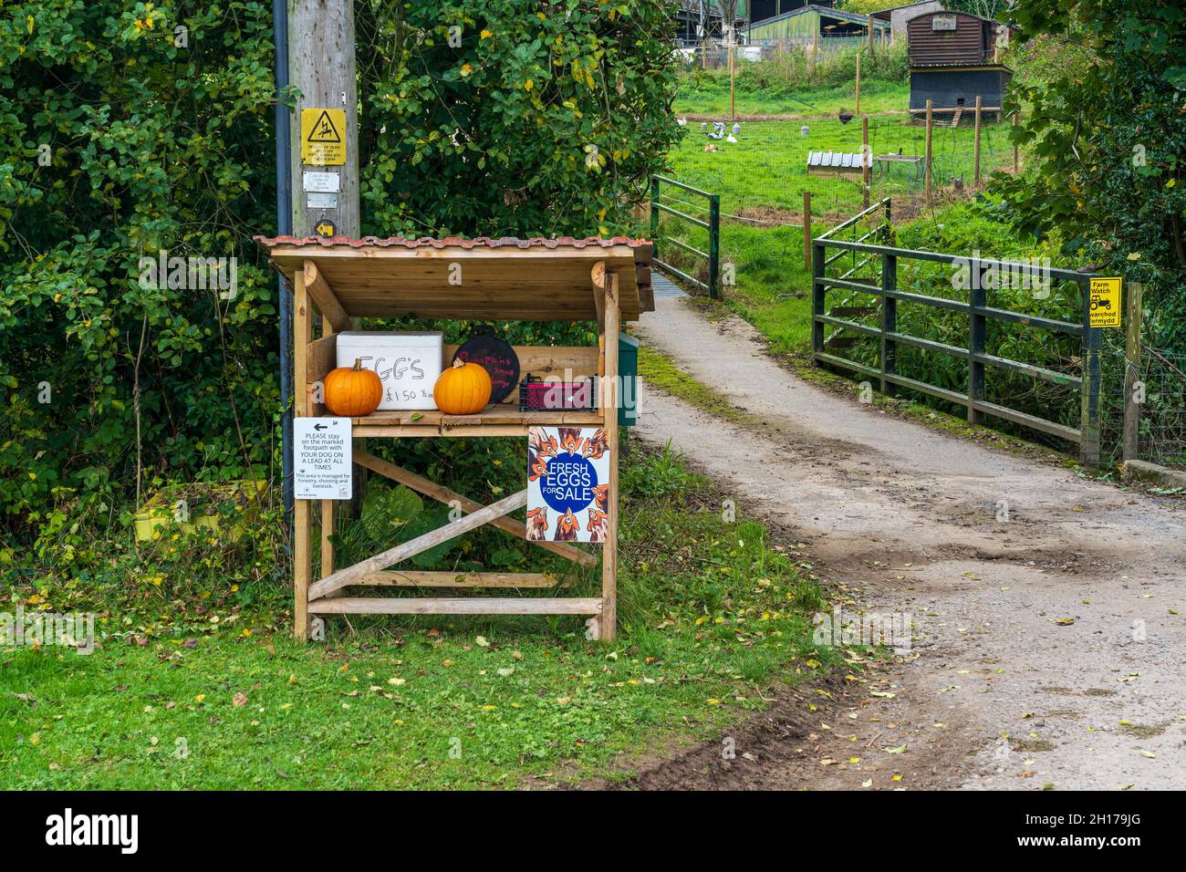 Usk, Monmouthshire Wales UK October 14 2021 Unmanned farm shop counter selling eggs and seasonal halloween pumkins with honesty box Stock Photo