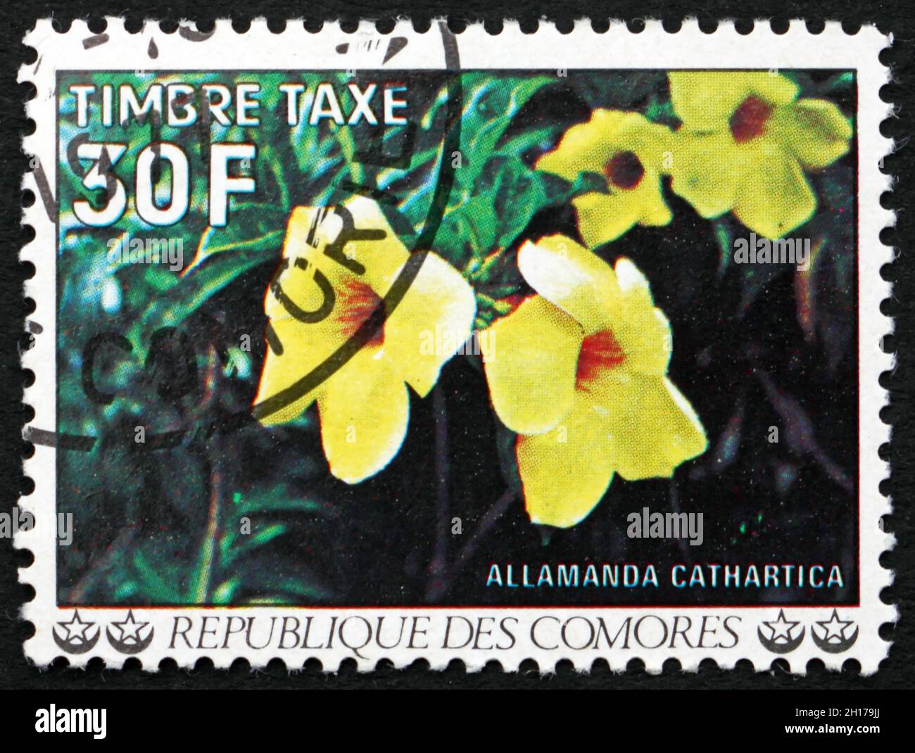 COMOROS - CIRCA 1977: a stamp printed in Comoros shows Golden trumpet, allamanda cathartica, flowering plant, circa 1977 Stock Photo