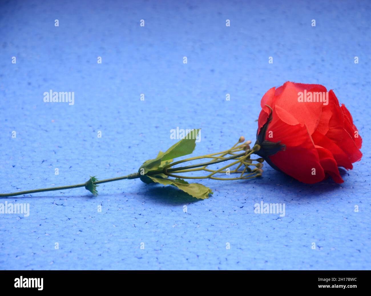 A Red Rose on a Blue Background Stock Photo - Alamy
