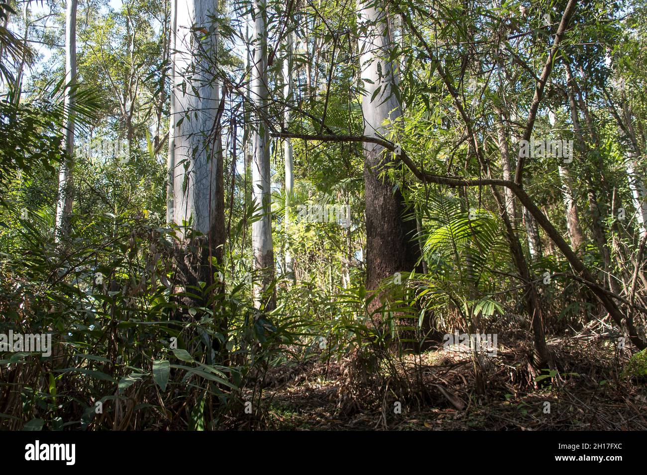 Dense, green understorey of lowland Subtropical rainforest with  gum-tree trunks, palms and gingers. Sunny, spring, Tamborine Mountain, Australia. Stock Photo