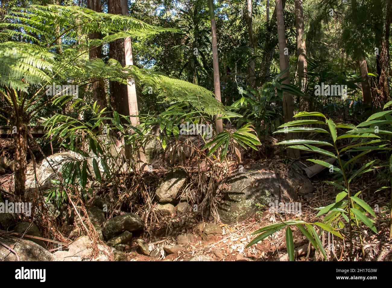 Tree fern, Cyathea cooperi,lacy tree fern, in dry creek-bed in subtropical rainforest, with native gingers, eucalypts,  Tamborine Mountain, Australia. Stock Photo