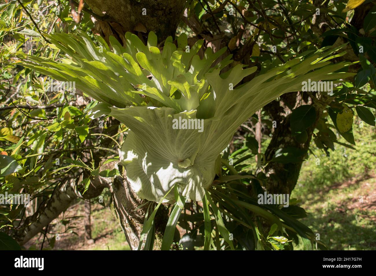 Australia tree fern hi-res stock photography and images - Alamy