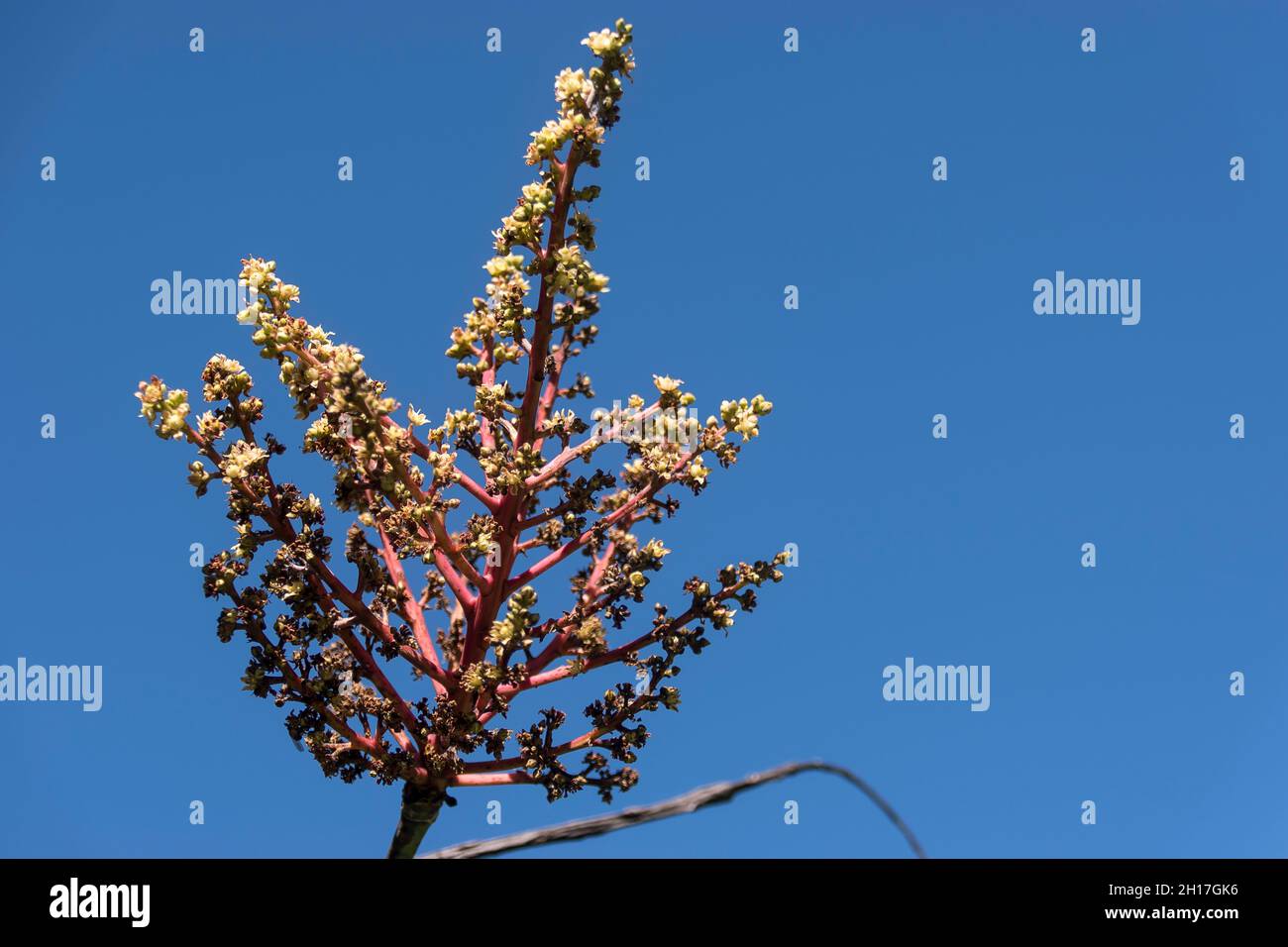 Sprig of mango tree (Mangifera Indica) blossom in Queensland, Australia. Hundreds of tiny flowers. Blue sky. Copy space, background. Stock Photo