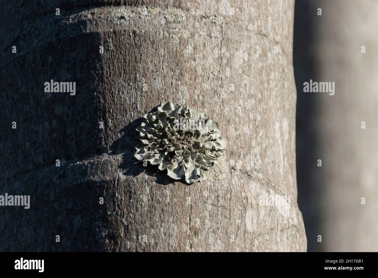 Pale green circular lichen growing on bark of bangalow palm, Archontophoenix cunninghamiana, Queensland, Australia. Background, Copy space. Stock Photo