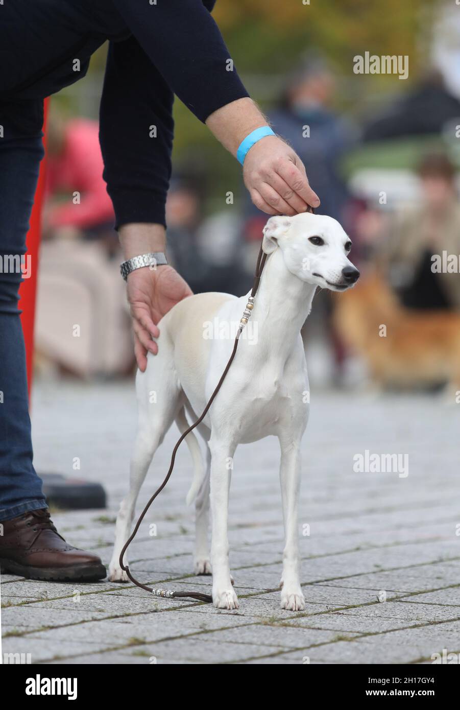 Rostock, Germany. 17th Oct, 2021. A participant presents his Whippet at the 18th International Pedigree Dog Show at the HanseMesse. Around 2,000 pedigree dogs from 250 different breeds compete in various competitions at the Rostock Pedigree Dog Show. Credit: Danny Gohlke/dpa/Alamy Live News Stock Photo