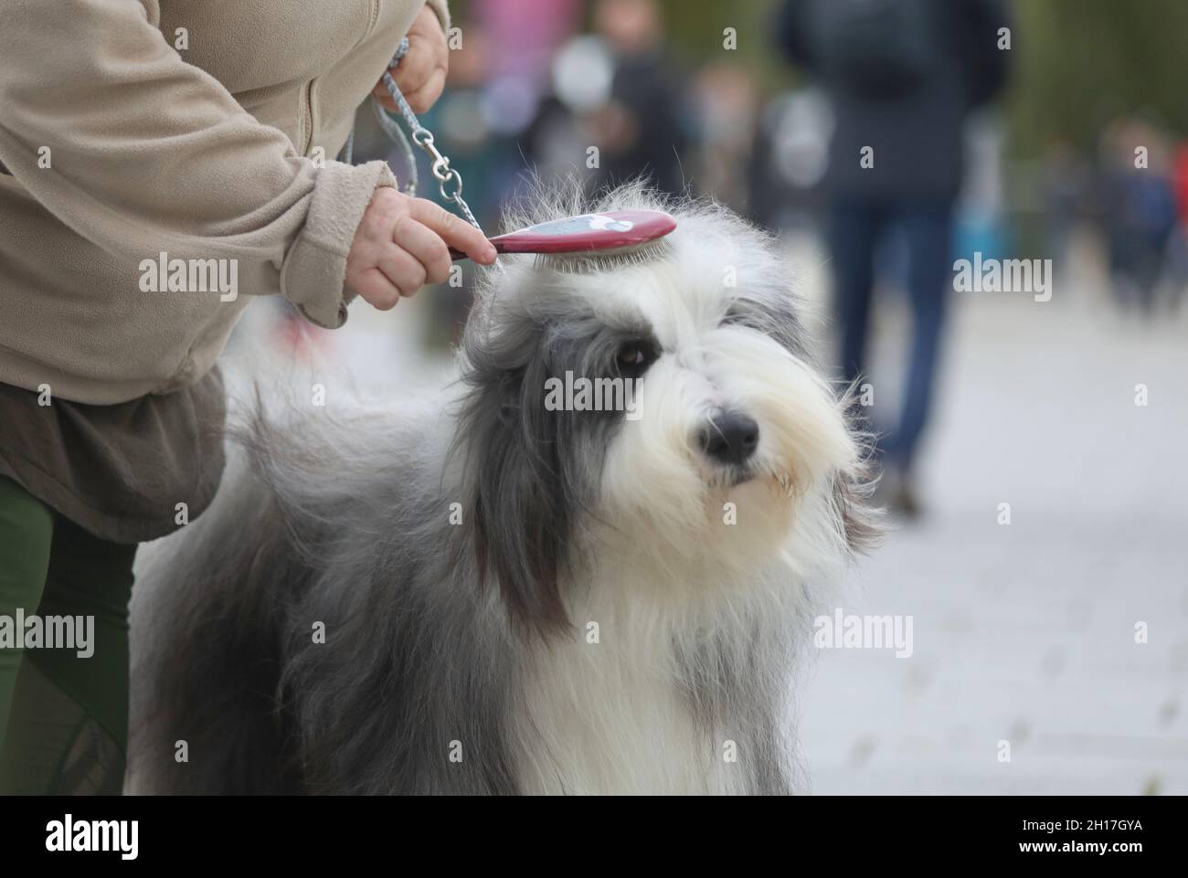 Rostock, Germany. 17th Oct, 2021. A participant of the 18th International Pedigree Dog Show at the HanseMesse combs her Bearded Collie before a presentation. Around 2,000 pedigree dogs from 250 different breeds compete in various competitions at the Rostock Pedigree Dog Show. Credit: Danny Gohlke/dpa/Alamy Live News Stock Photo