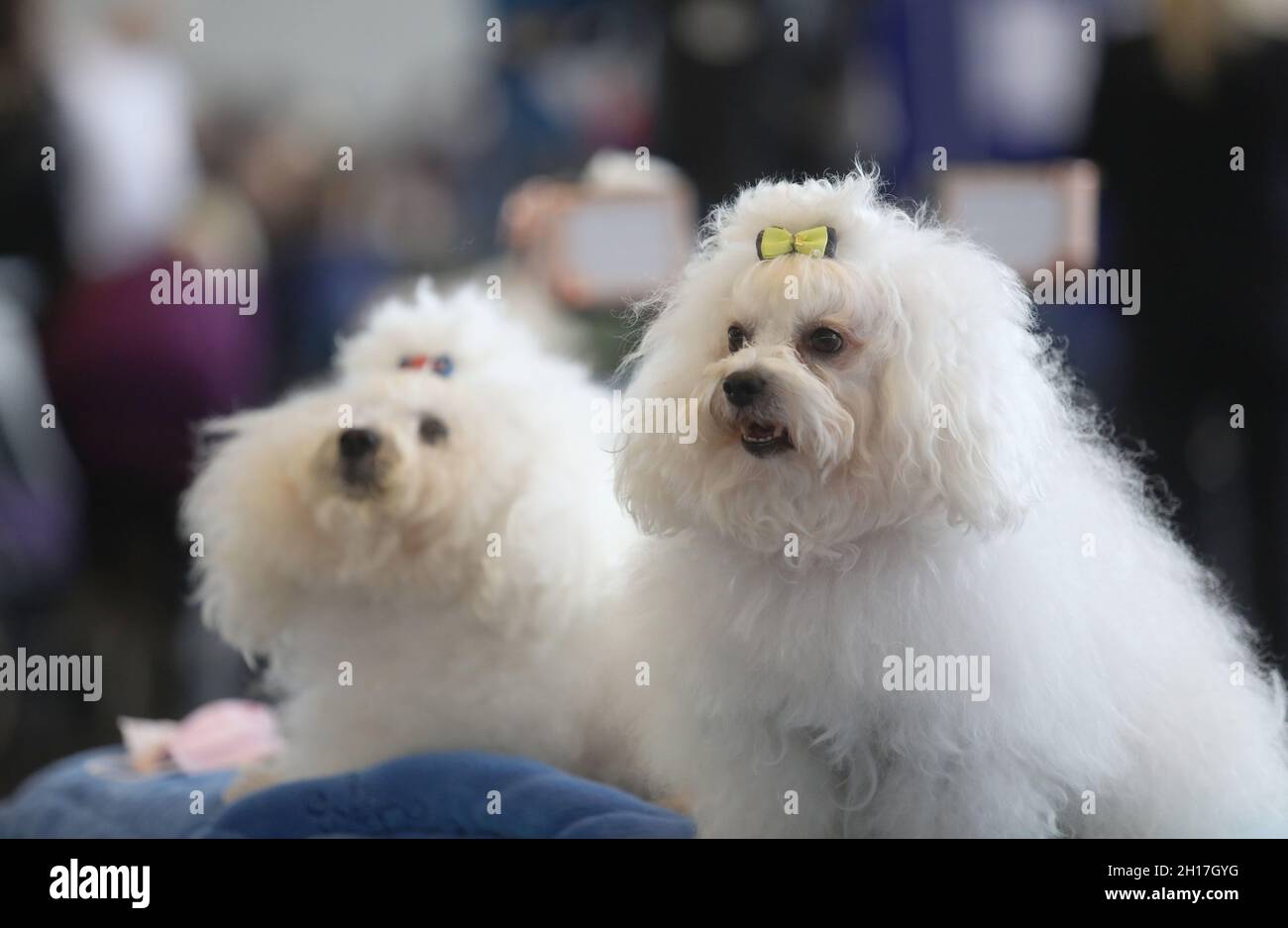 Rostock, Germany. 17th Oct, 2021. Two white Bolognese dogs sit in the