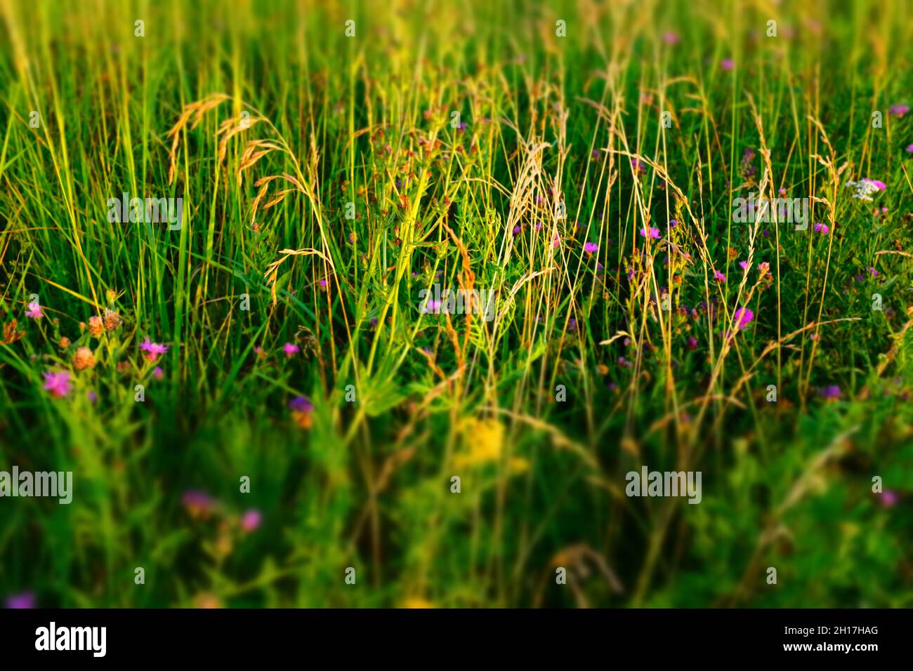 Summer meadow background, selective focus. Natural grass field background for design or project. Summer meadowland texture. High quality photo Stock Photo