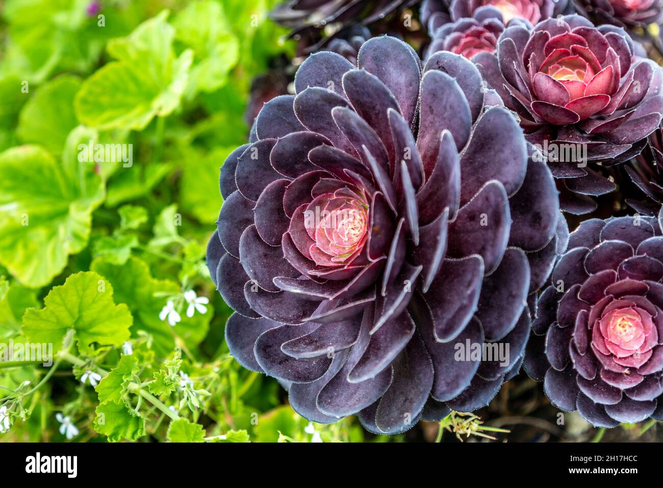 Black tree aeonium (Aeonium arboreum Zwartkop) flower close-up (Minack Theatre, Cornwall, UK) Stock Photo