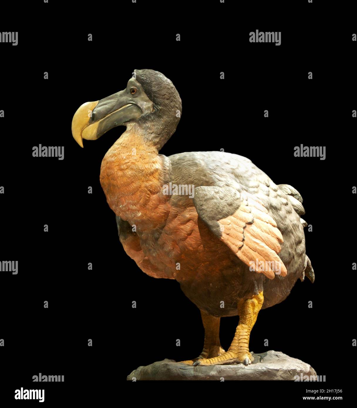 Dodo - Modern reconstruction of a dodo at the National Museum of Natural History in Paris. Stock Photo