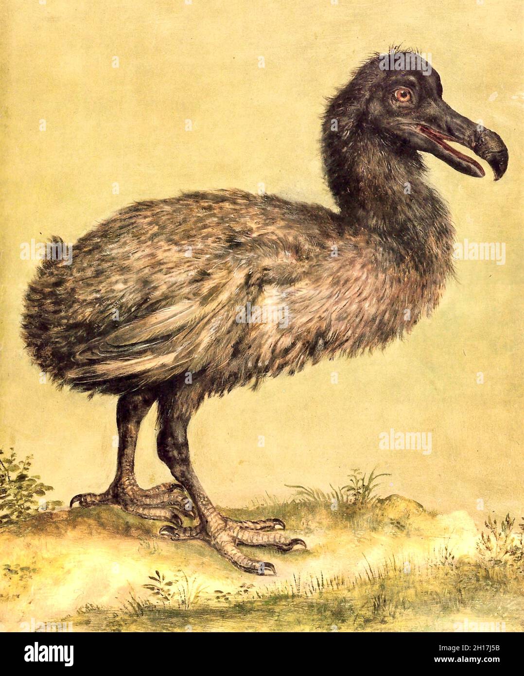 Dodo - Jacob Hoefnagel - Illustration of a dodo in the menagerie of Emperor Rudolph II at Prague - 1602 Stock Photo
