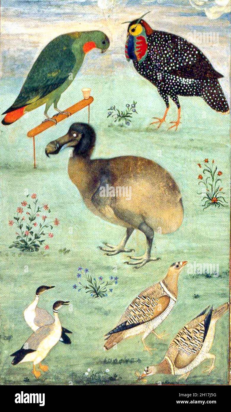 Dodo - A painting depicting the dodo ascribed to Ustad Mansur - 1628-33. Stock Photo