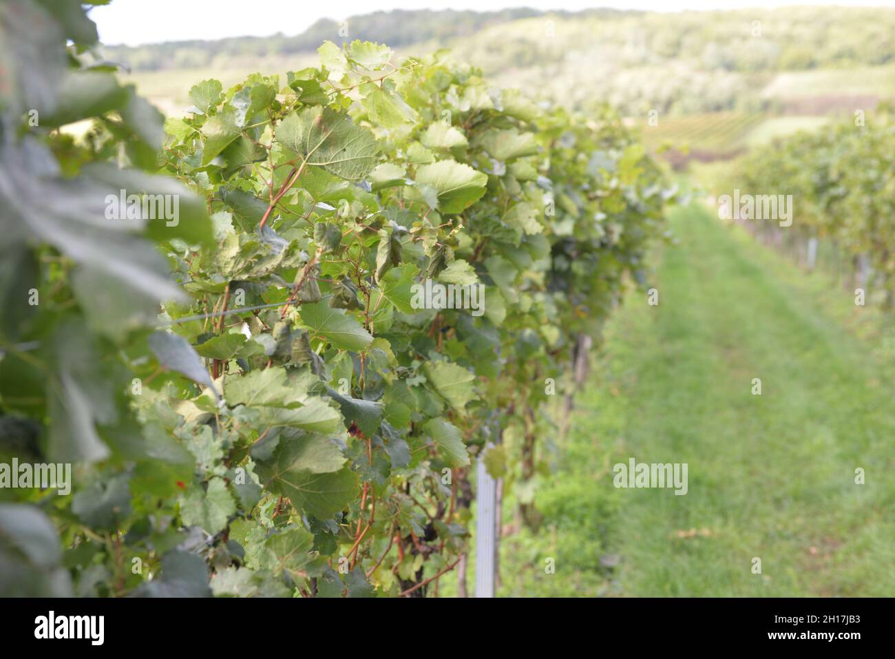 Wine harvest autumn 2021 Austria Stock Photo