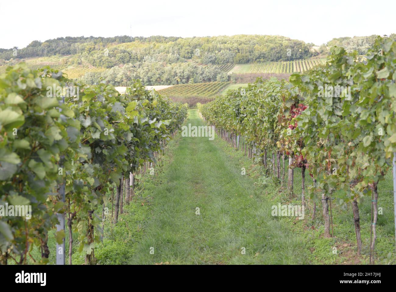 Wine harvest autumn 2021 Austria Stock Photo