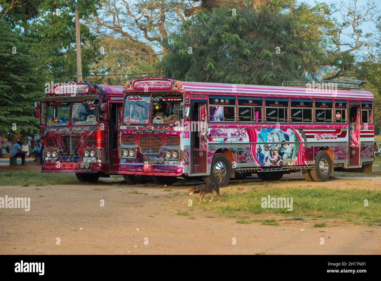 ANURADHAPURA, SRI LANKA - FEBRUARY 04, 2020: Two tourist buses 'Lanka Ashok Leyland' on a sunny day Stock Photo