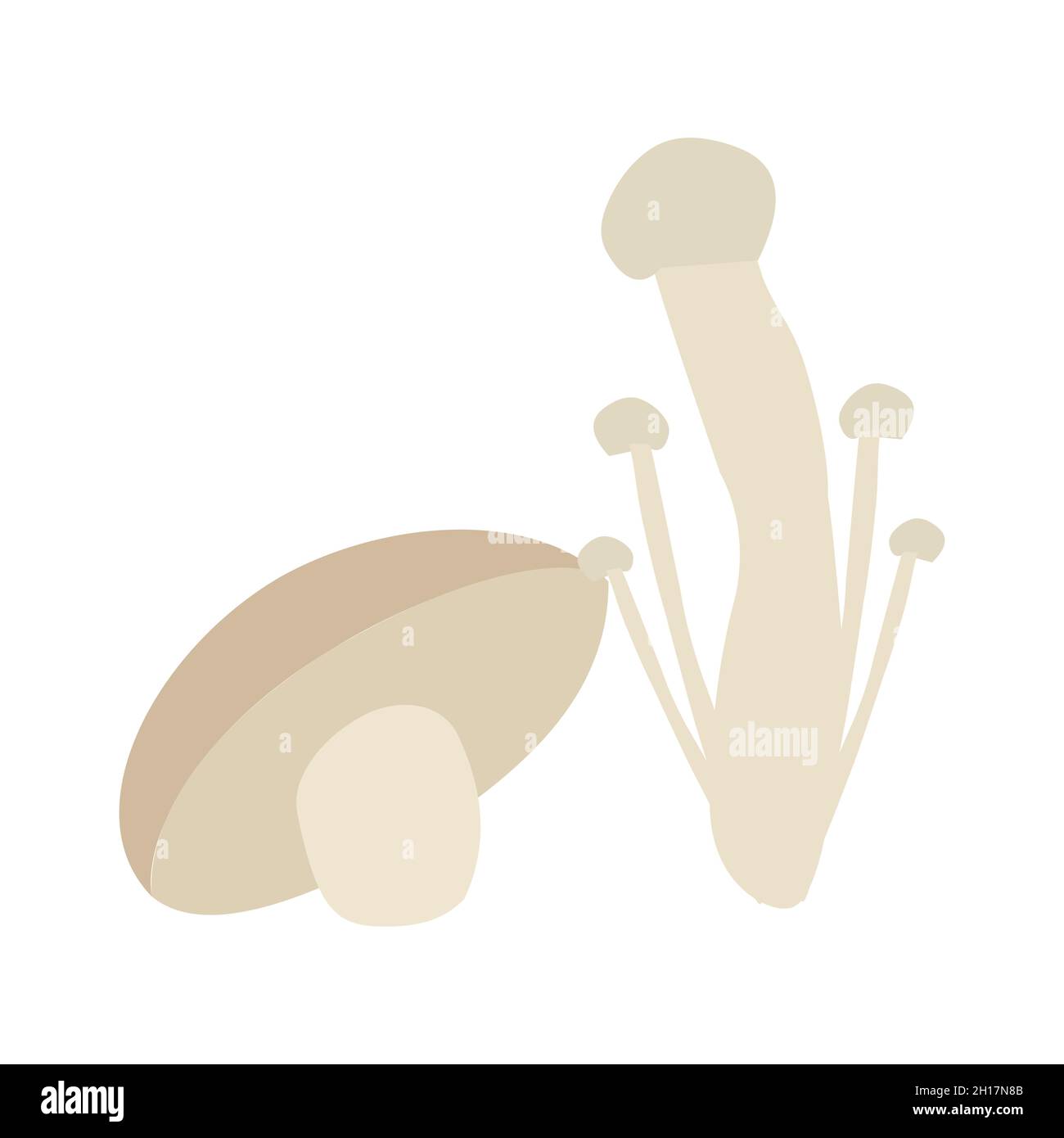 enoki mushrooms and shiitake mushrooms with vector illustration Stock