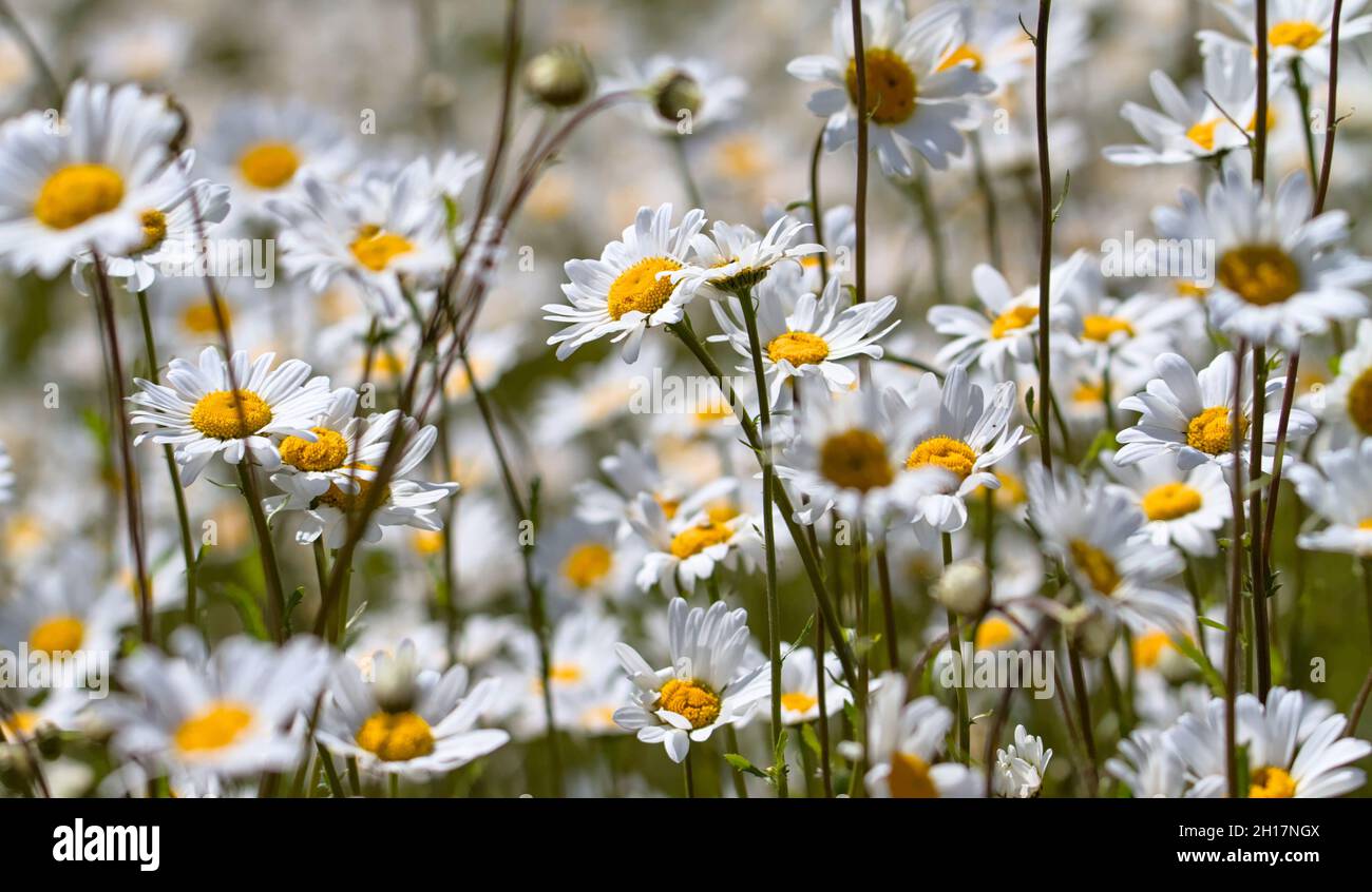 Multiple Oxeye Daisies, Leucanthemum vulgare, Growing In A Field Stock