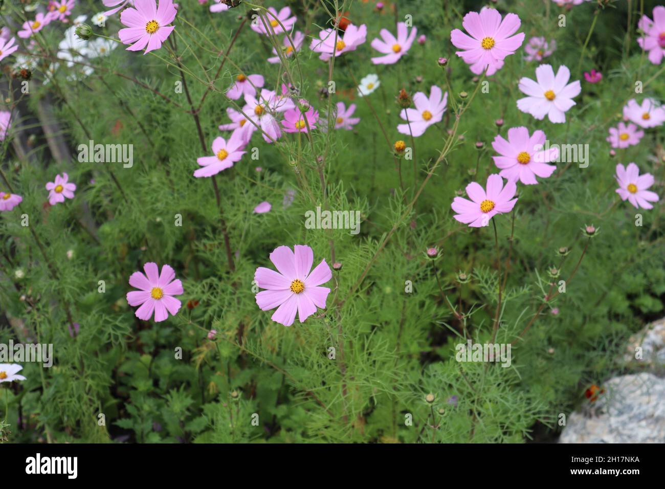 Flowers in the nature, Stock Photo Alamy