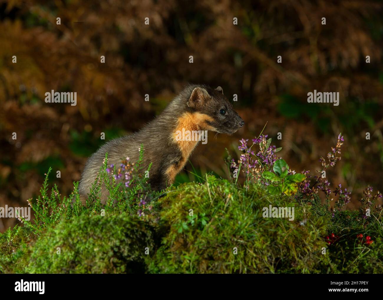 Pine marten (Martes martes), feeding on the woodland edge, Autumn, Morvern, Scotland Stock Photo