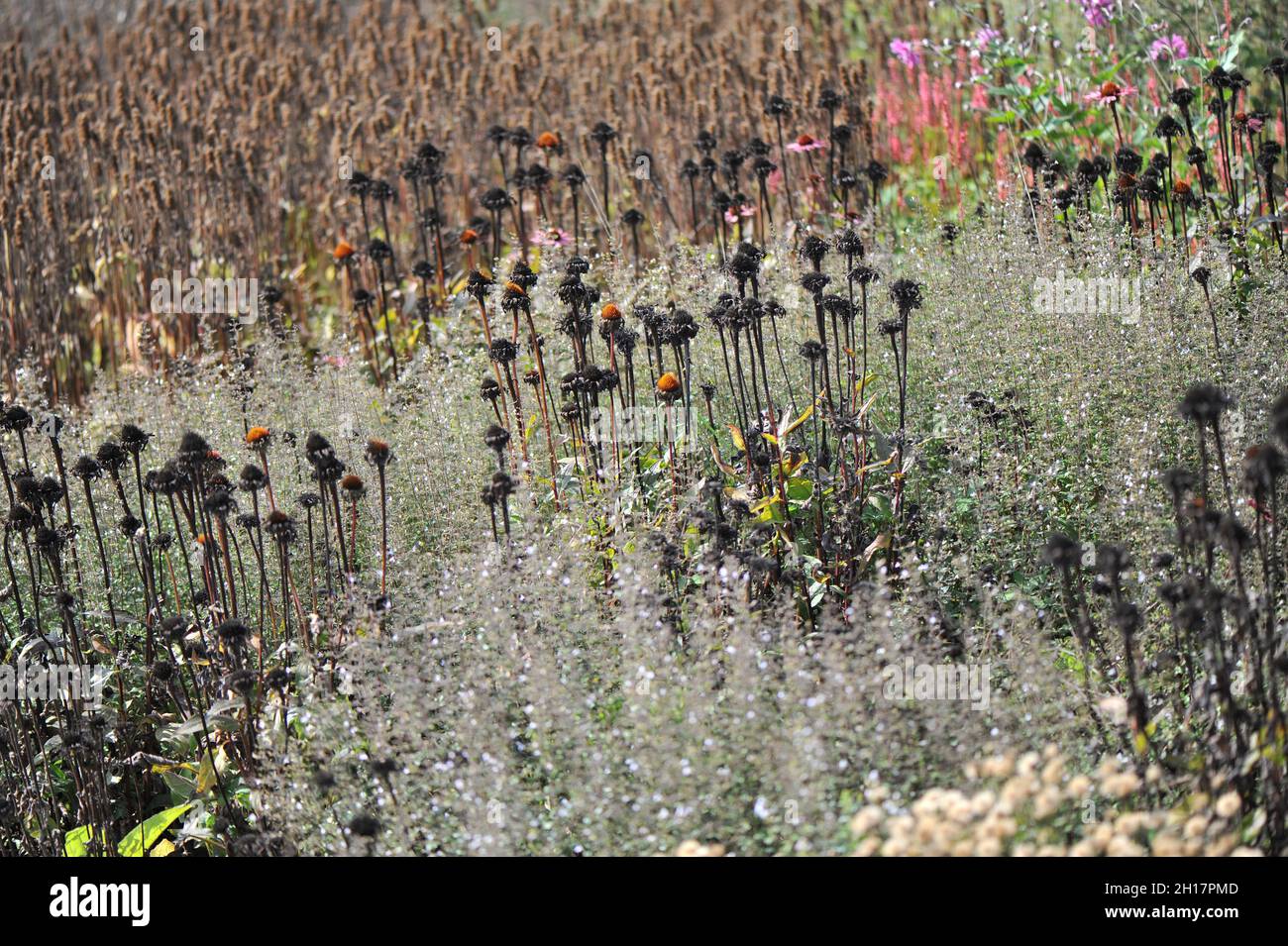 WEIL AM RHEIN, GERMANY - 22 SEPTEMBER 2021: Planting in perennial meadow style designed by Piet Oudolf at the Vitra Design Museum Stock Photo