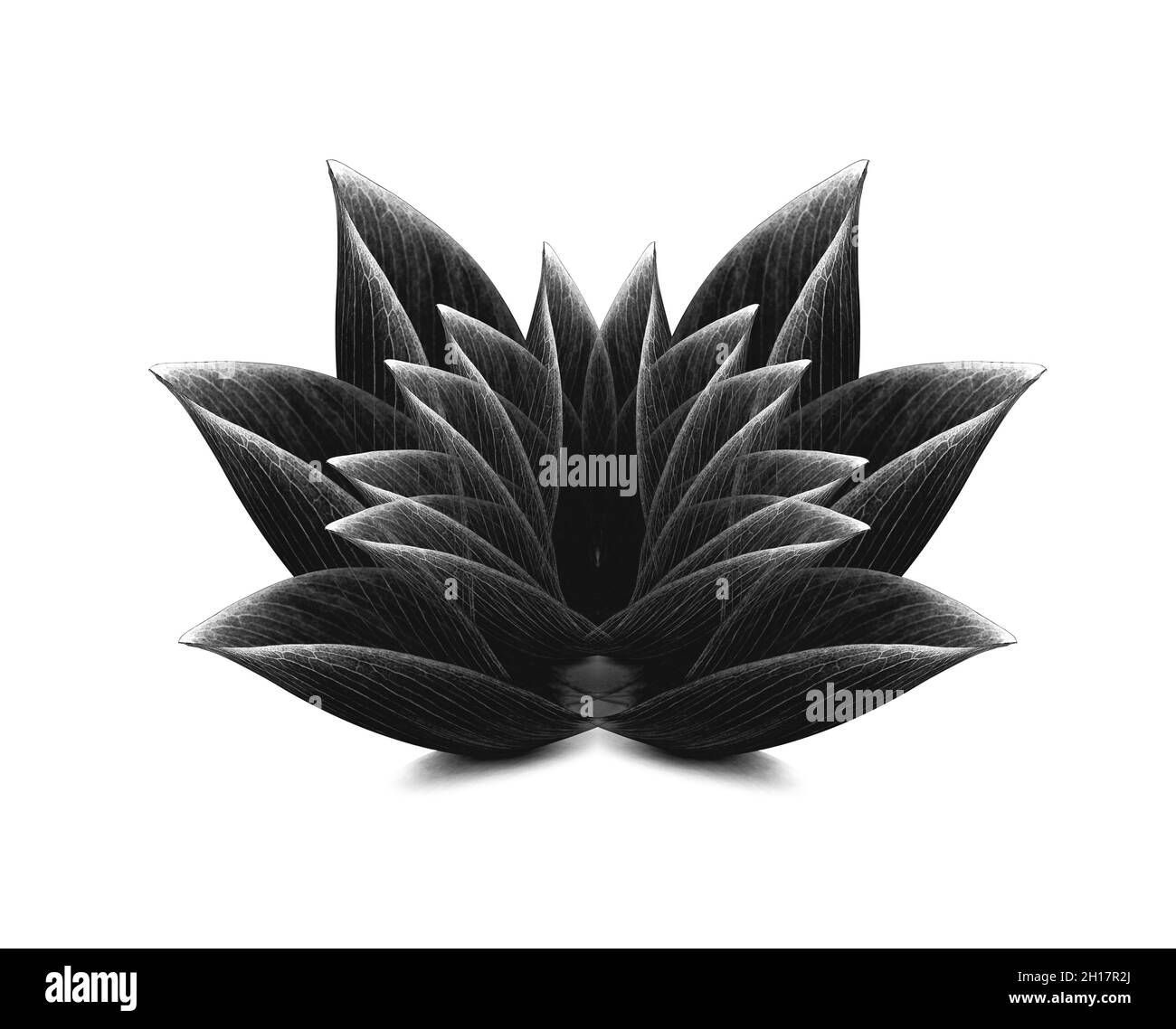 lotus isolated on white background Stock Photo - Alamy