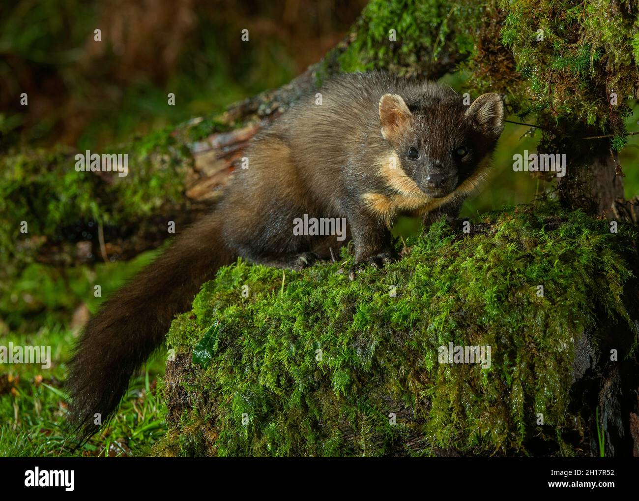 Pine marten (Martes martes), feeding on the woodland edge, Autumn, Morvern, Scotland Stock Photo