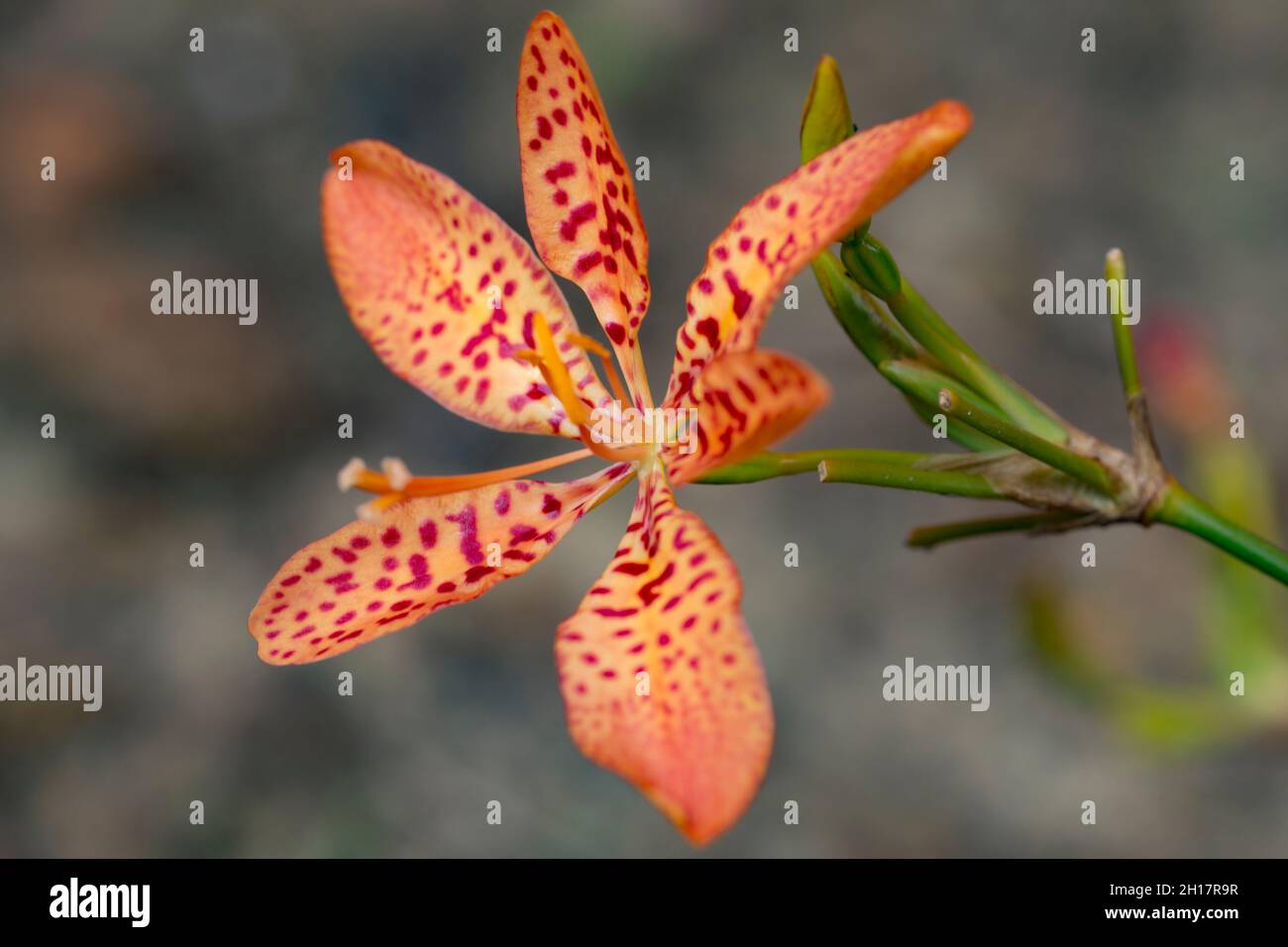 Close up orange orchid flower in gabon Stock Photo