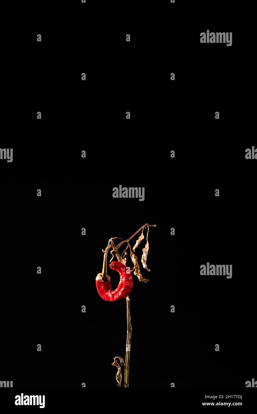 Single red chilli shrivelled and withering on a plant with no leaves on a black background Stock Photo