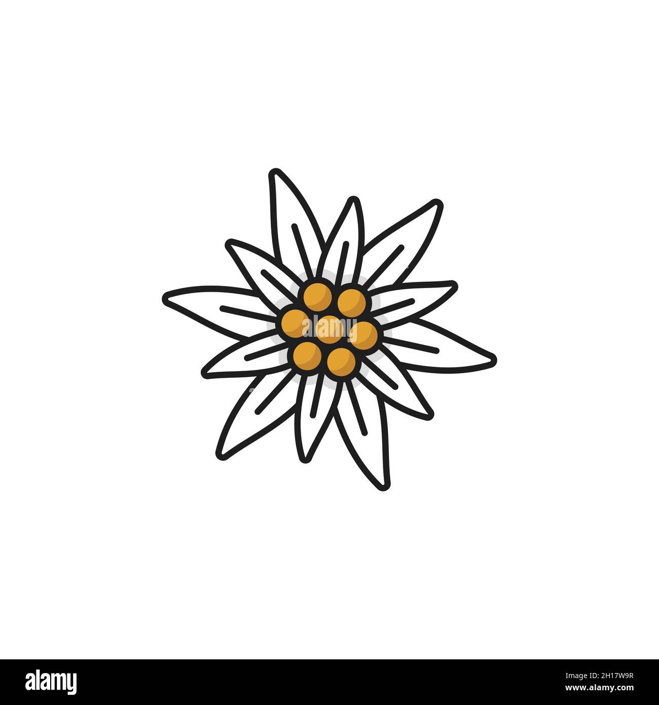 Alps edelweiss flower isolated meadow blossom line icon. Vector wildflower growing in mountains, national floral decoration. Symbol of alpinism, Switz Stock Vector