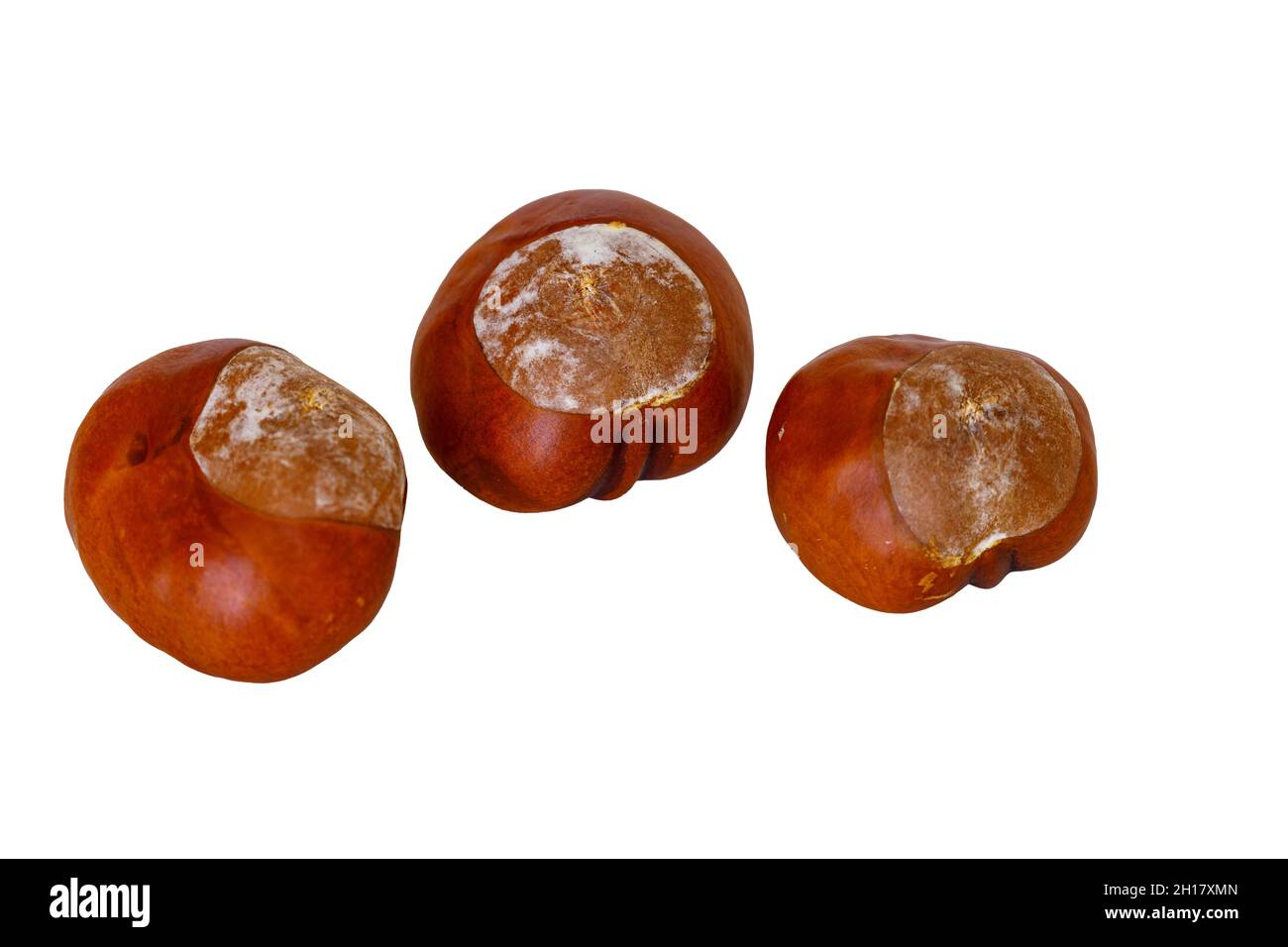 chestnuts isolated on white background Stock Photo Alamy