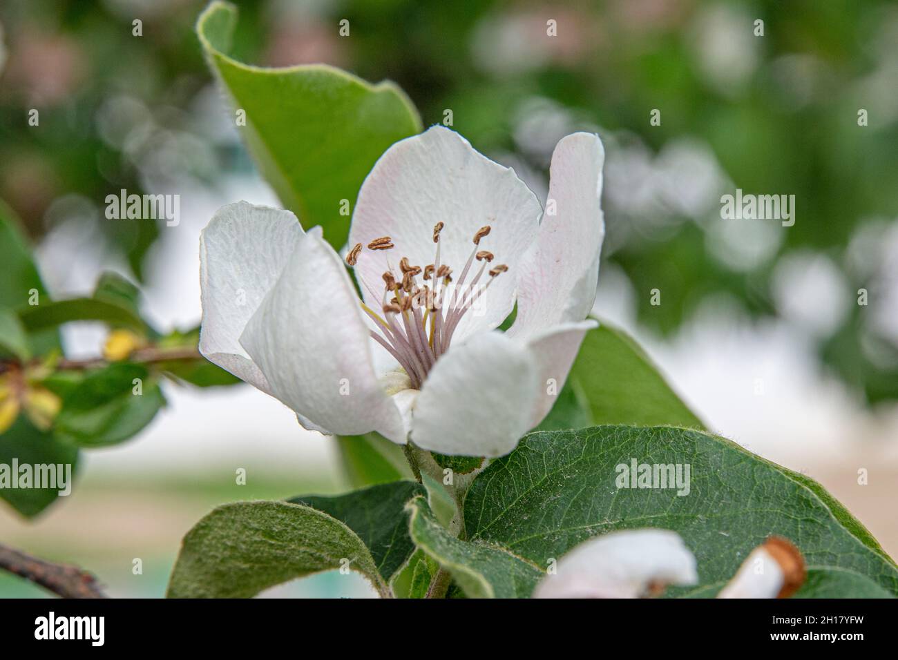 Quince Flower. White quince flowers in the garden. A flowering quince