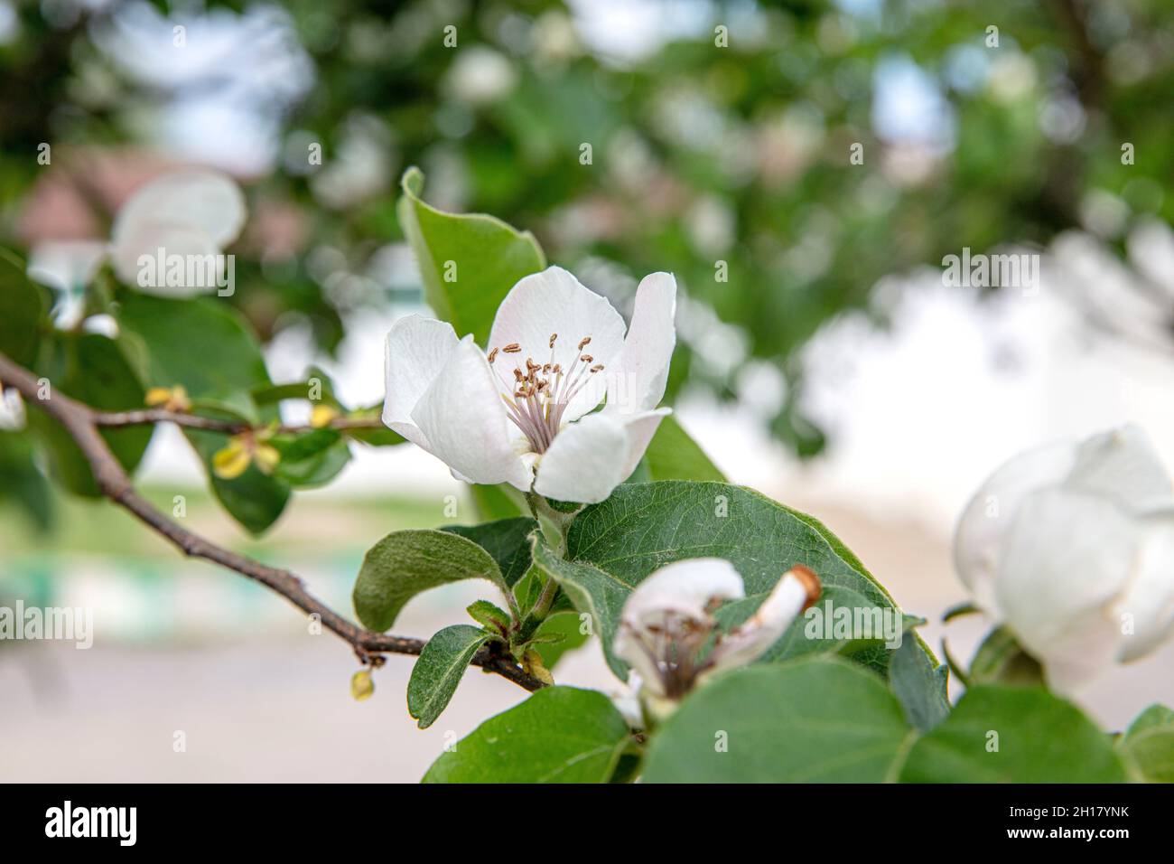 Quince Flower. White quince flowers in the garden. A flowering quince